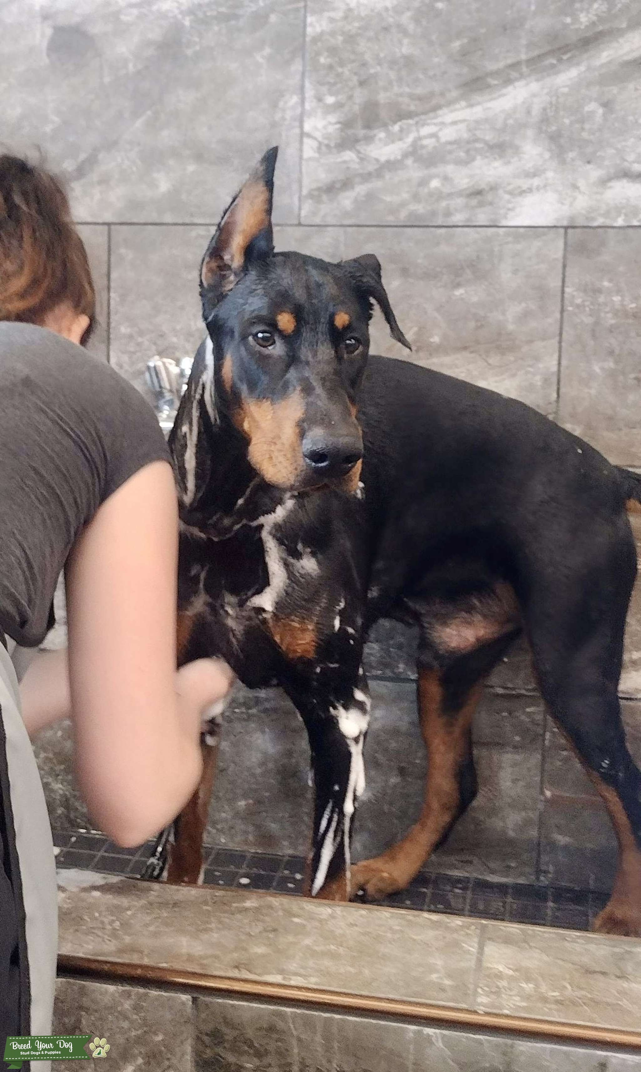 AKC Purebred Doberman Stud Stud Dog in Central Florida, the United States Breed Your Dog