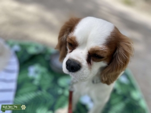 King Charles Spaniel Listing Image