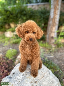 Deep red, non-fading long legged toy poodle stud  Listing Image