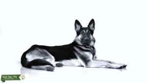 German Shepherd  Listing Image