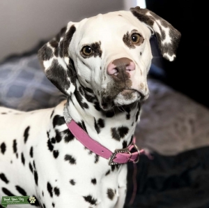 Liver Dalmatian  Listing Image