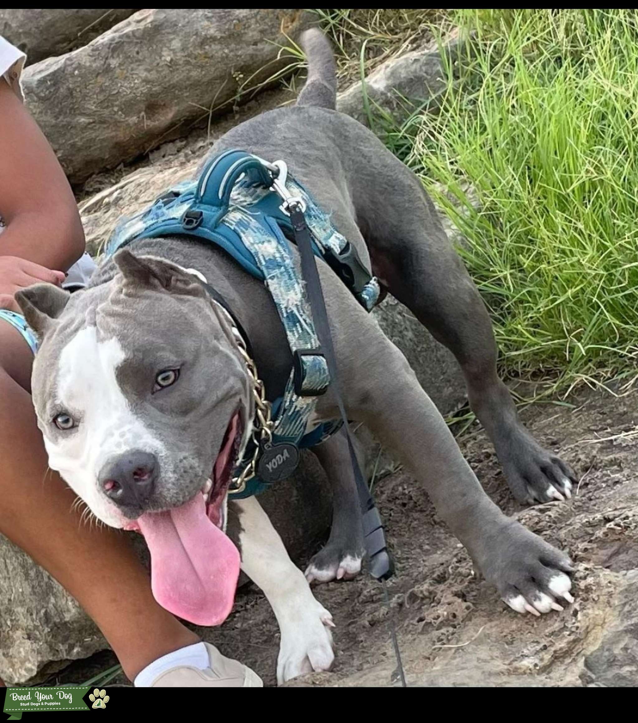 Bully ready to BREED!! Stud Dog in Texas , the United States Breed Your Dog