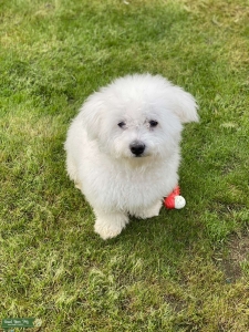 Male Bichon Maltese Stud Dog Listing Image
