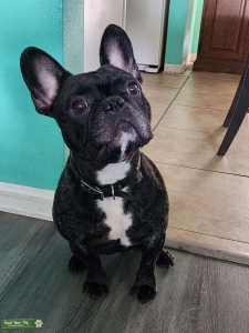 Brindle french bulldog with white chest Listing Image