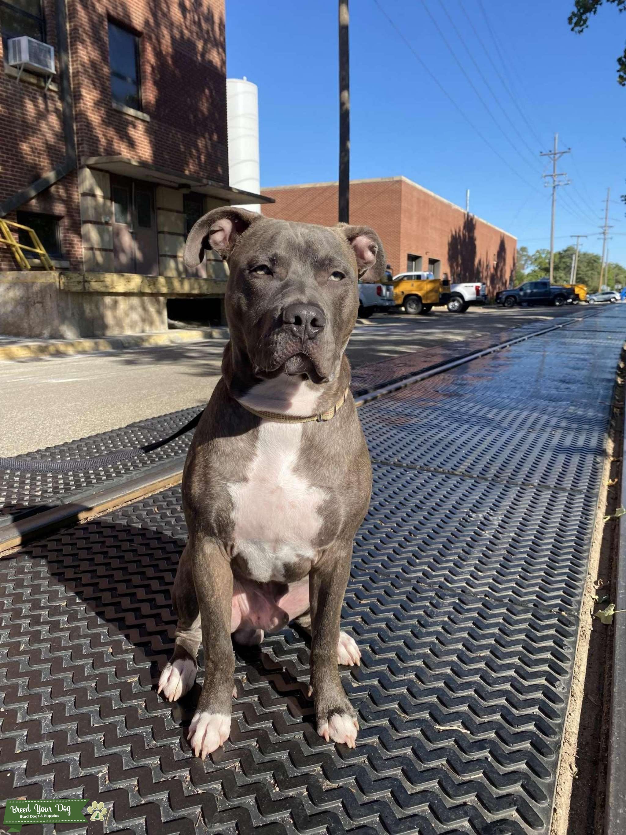 Grooming Your Pure Black American Bully: Expert Tips - jiycd88