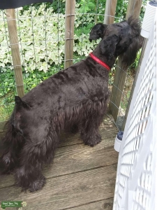 Black MiniSchnauzer standing at stud Listing Image