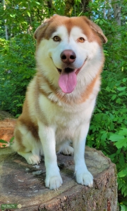 Red Husky Mix  Listing Image