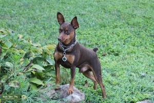 MIN PIN STUD  Listing Image