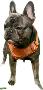 Available AKC Registered Stud  Listing Image