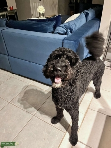 Female F1B Goldendoodle  Listing Image
