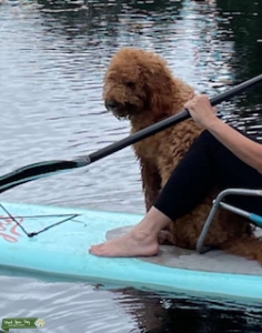 GoldenDoodle 32lbs GENTLE LADY!! Listing Image
