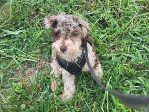 Chocolate Merle mini poodle Listing Image