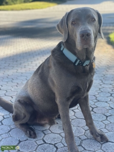 Silver labrador Listing Image