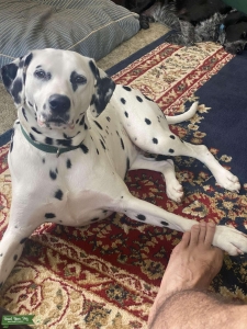 BEAUTIFUL DALMATIAN  Listing Image