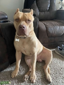 Tan XL American bully Listing Image