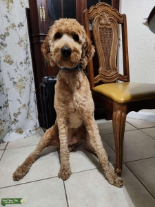 Handsome STUD Goldendoodle  Listing Image