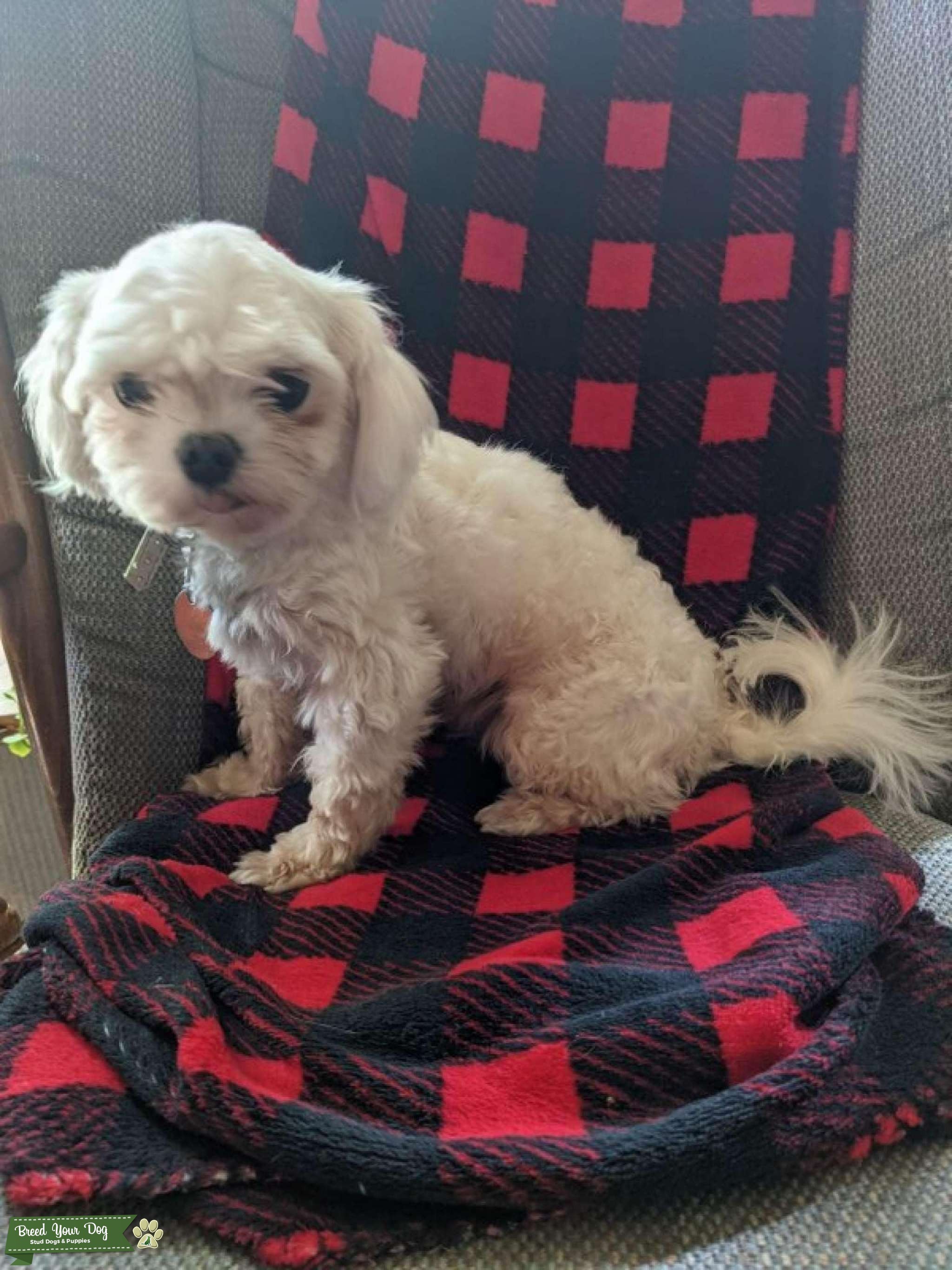 White Purebred Maltese Stud Dog in Salem, MO, the United States