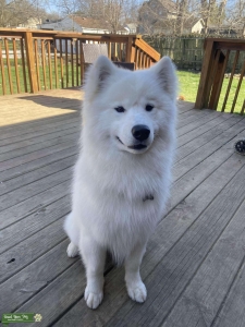 Male Samoyed Listing Image