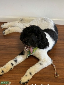 F1B Golden Doodle  Listing Image
