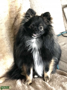 Wolf Sable Pomeranian AKC Listing Image