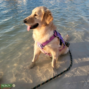 Golden retriever female Listing Image