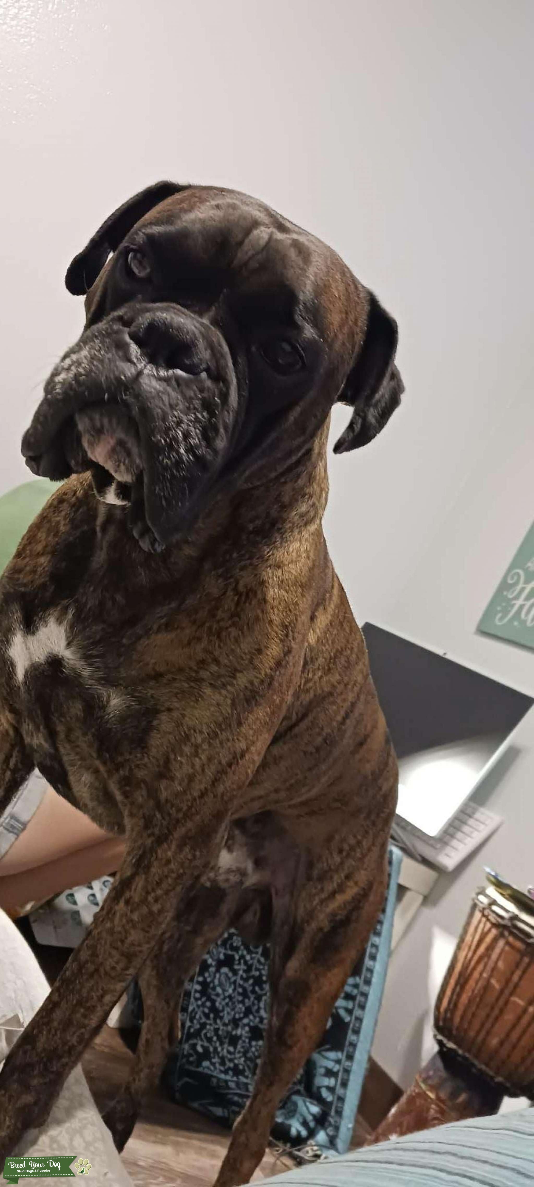 STUD for hire Stud Dog in Southwest , France Breed Your Dog