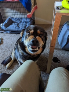 Huksey, German Shepherd Listing Image