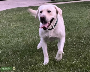 Yellow Labrador  Listing Image