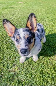 Stud Dog Listing Image