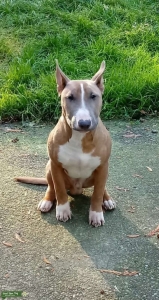 Fawn & White Bull Terrier, 1/3 miniature Listing Image
