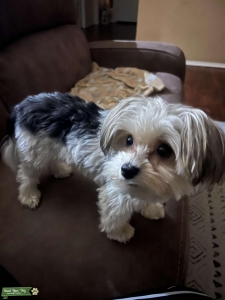 Are you looking for a Stud?  I have a 2 1/2 yr old male, tri color party yorkie.  First litter born 1/31/2023 with 5 healthy puppies.  Charlie is CKC Registered. Listing Image