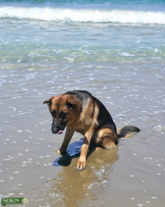  CHAMPION BLOODLINE - AKC German Shepherd Listing Image