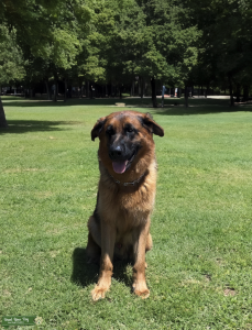 AKC German Shepherd - CHAMPION BLOODLINE Listing Image