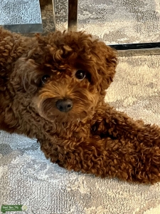 Intense red mini poodle. DNA tested non dilute red gene Listing Image