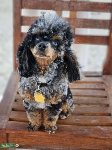 Toy Poodle Stud Listing Image
