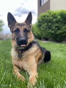 Stud ready to find his mate Listing Image