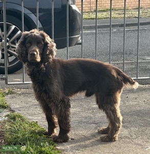 KC WORKING COCKER SPANIEL Listing Image