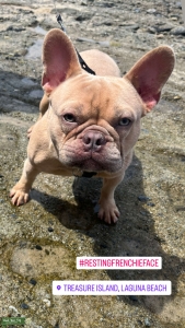 Lilac Fawn Frenchie Stud with UK bloodline  Listing Image