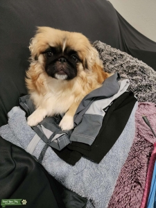 Pekinese female looking for mate Listing Image
