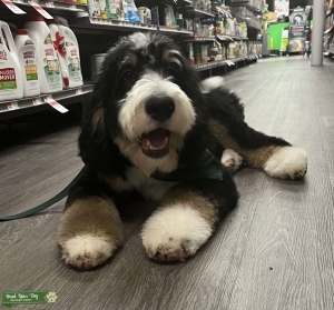 Bernedoodle standard stud  Listing Image