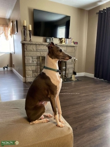 Italian Greyhound- Champ & Grand champ on papers Listing Image