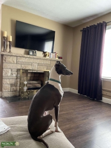 Beautiful Italian Greyhound  Listing Image