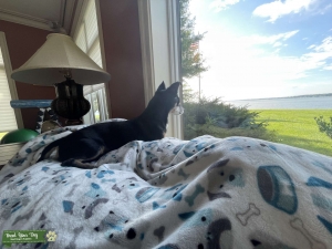 Jack Russell Terrier and Chihuahua mix Listing Image