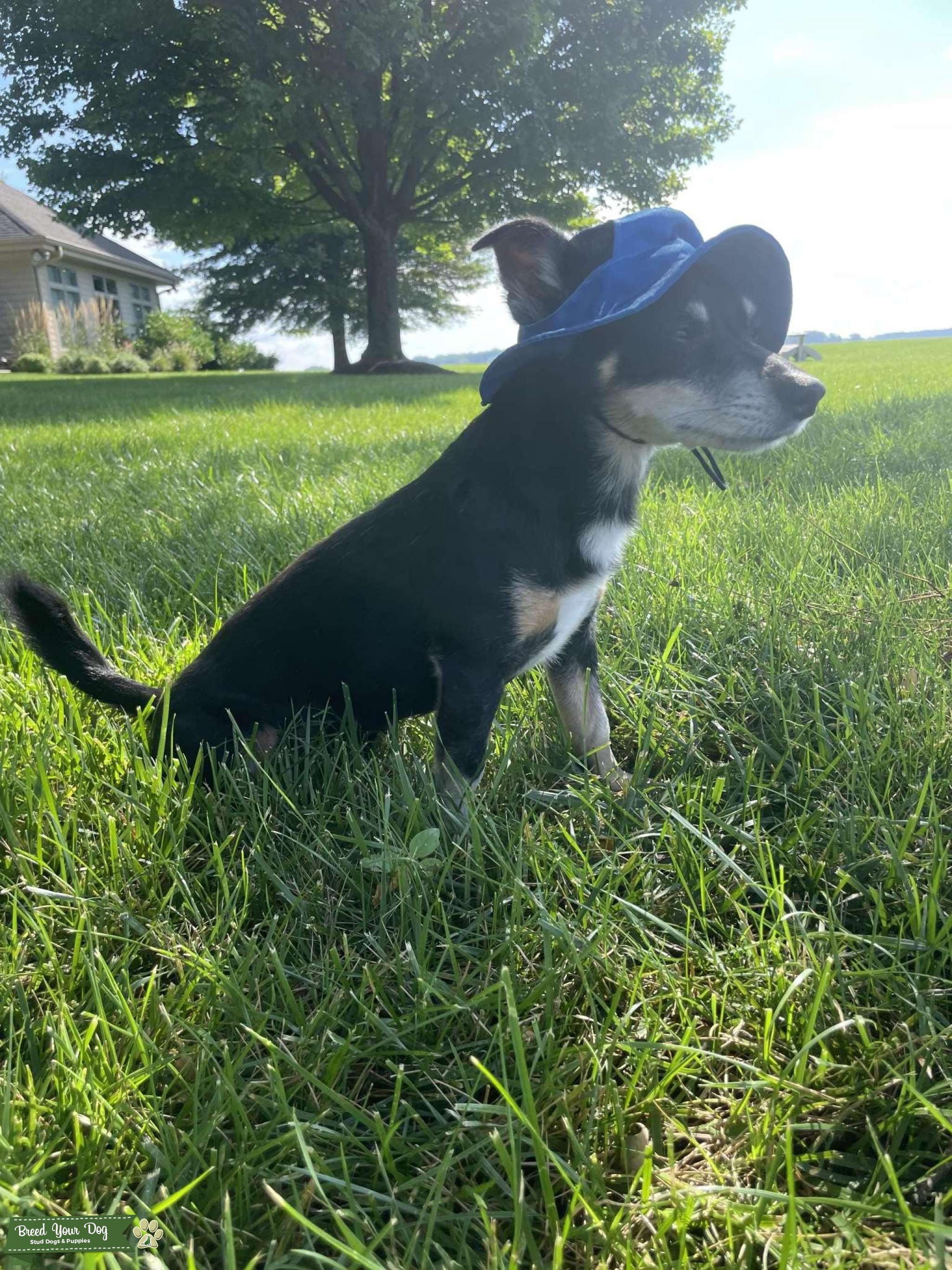 Jack Russell Chihuahua Mix For Sale Craigslist - bjndxjz