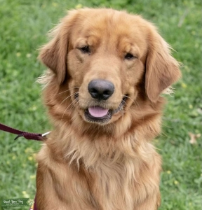Young calm beautiful golden Listing Image