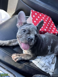 French bulldog Listing Image