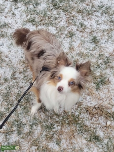 Aussiepom Looking for Mini/Toy Aussie Listing Image