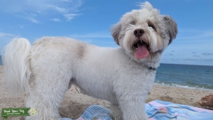 Sable mantle Havanese  Listing Image