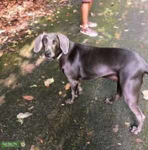 Grey Weimaraner Stud Listing Image