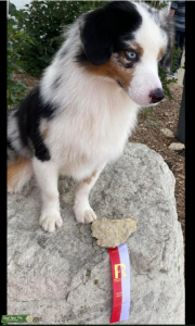 Blue Merle Stud Dog  AKC MAS/ASDR Miniature Australian Shepherd Listing Image